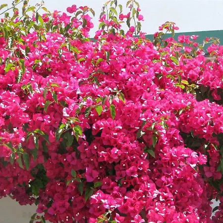 דירה Club Praia Mar - Magnolia פורטימאו
