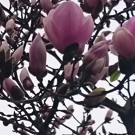Club Praia Mar - Magnolia Appartamento